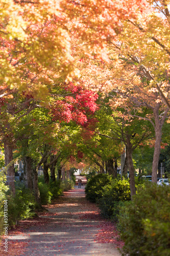 秋の公園の散策道の紅葉の風景