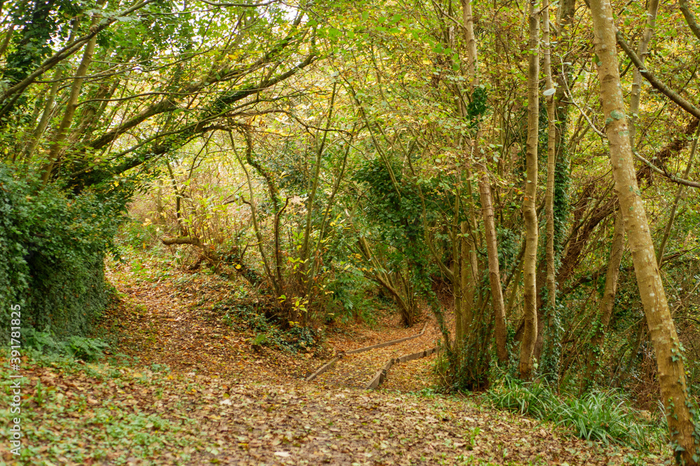 Fototapeta premium path in the woods