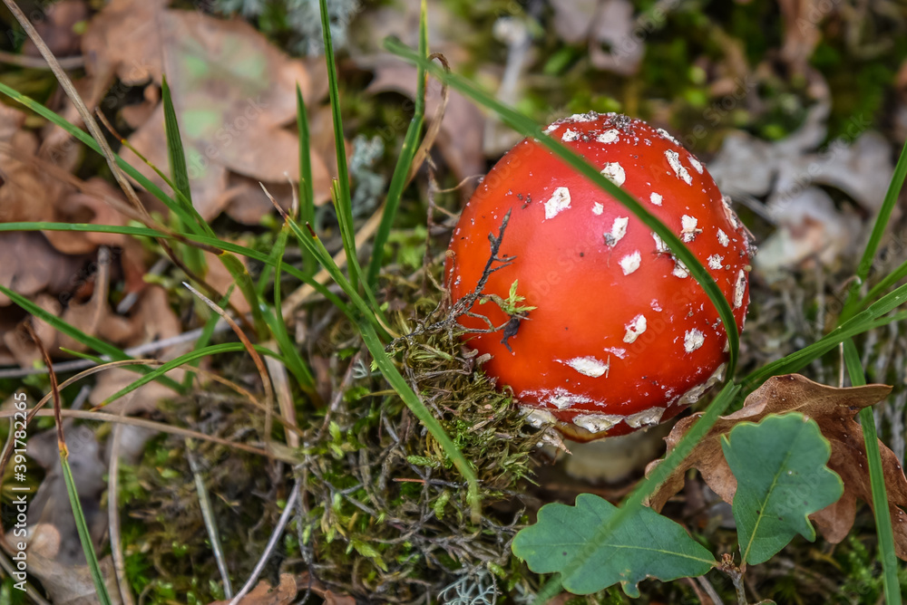 Mushrooms in different colors on a blurry background.and on a moss-covered tree stump. Mushrooms in different colors on a blurry background.and on a moss-covered tree stump.