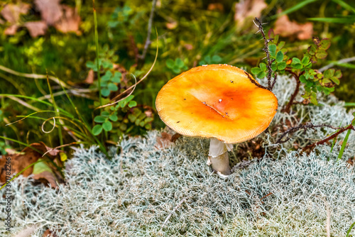 Orange mushroom on a background of white moss. photo