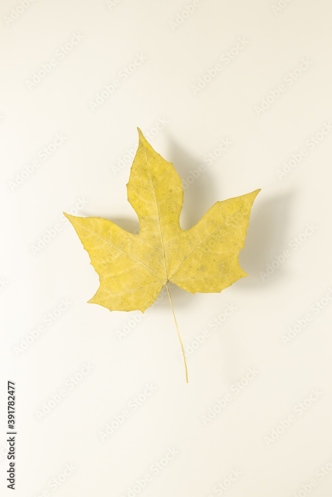 Leaf on beige background with shadow Leaf on beige background with shadow