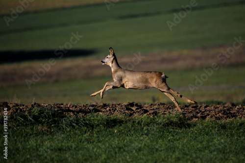 Fototapeta Naklejka Na Ścianę i Meble -  Sarny