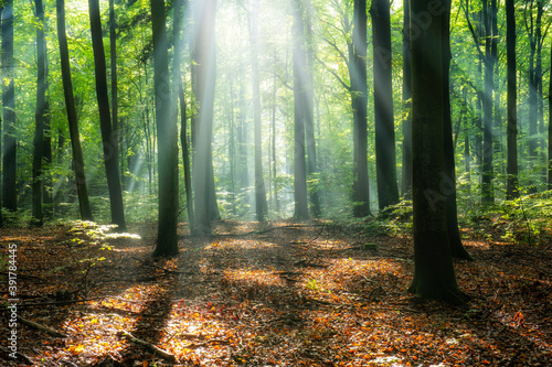 Fototapeta Naklejka Na Ścianę i Meble -  Beautiful sunny morning in magic forest