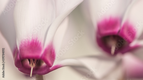 Isolated close up macro image of a blooming wild Cyclamen flowers- Israel
