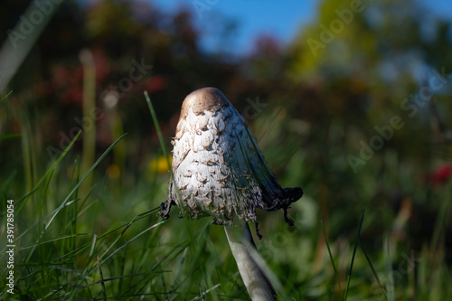 One mushroom on a natural background, there is a place for text. Mushroom picking concept.