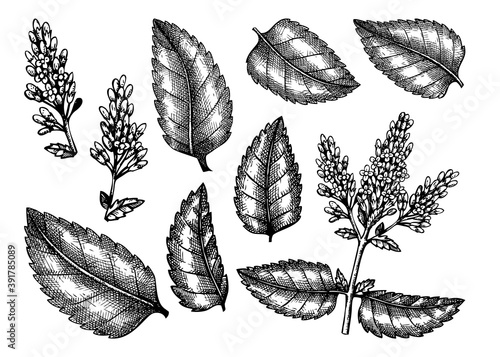 Hand sketched Mint botanical illustrations set with leaves and flowers. Peppermint - hand-drawn medical herbs bundle. Engraved style herbal plant on white background.