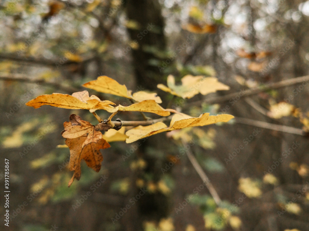 Autumn leaves in the forest Autumn leaves in the forest