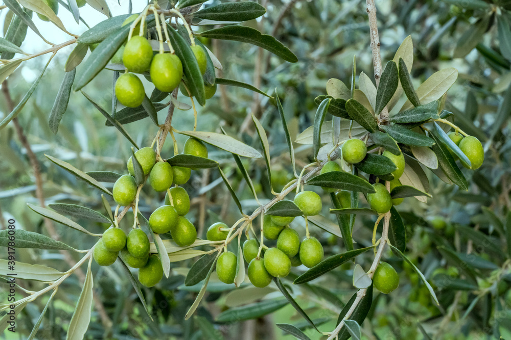 olive bunches on branches in olive grove, Italy olive bunches on branches in olive grove, Italy