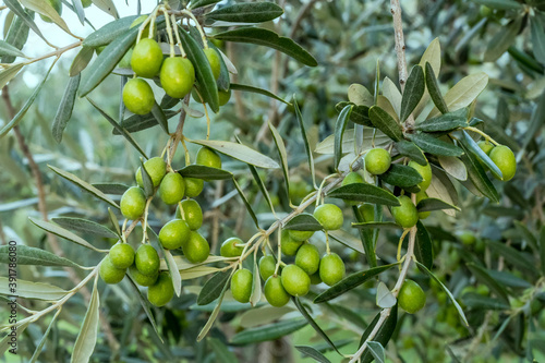 olive bunches on branches in olive grove, Italy