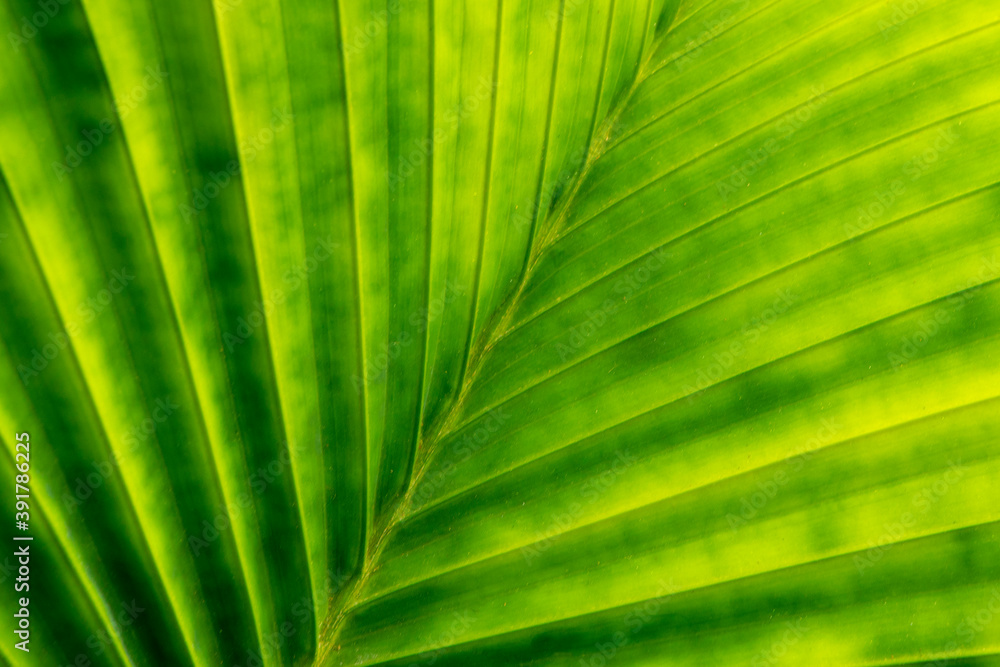 Palm leaves folded horizontal background Palm leaves folded horizontal background