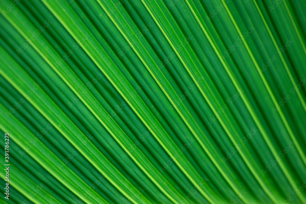 Dark green palm leaf pattern with oblique stripes Dark green palm leaf pattern with oblique stripes
