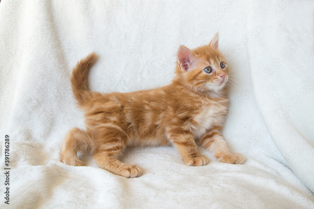 Fototapeta premium Chaton