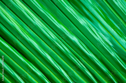 Close-up  dark green palm leaf pattern