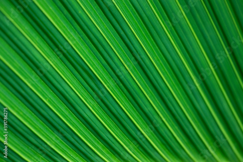 Dark green palm leaf pattern with oblique stripes