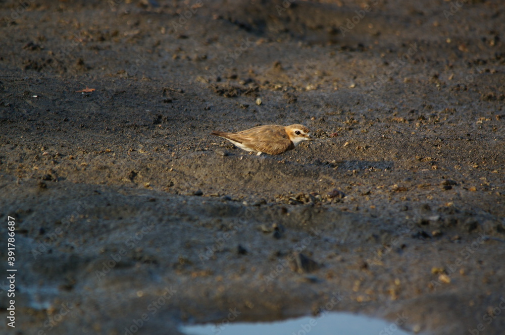 Javan plover are looking for food on the river bank. Javan plover (Charadrius javanicus) is a species of bird in the family Charadriidae.