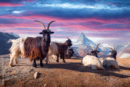 Resting goats on Matterhorn Cervino peak background near Stellisee lake in Swiss Alps during sunset. Zermatt resort location, Switzerland. Landscape photography