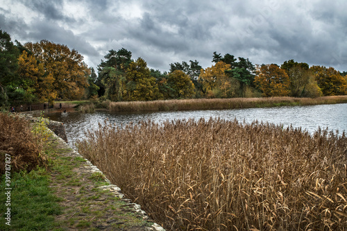 Reed bed at Frensham ponds photo