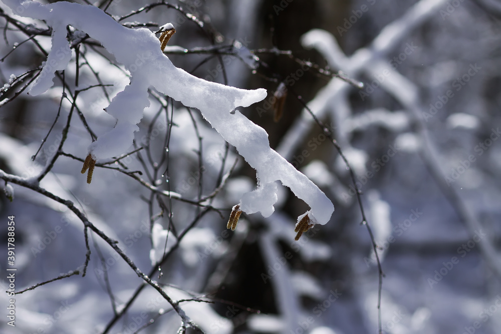 Melting snow on forest tree branches in sunny winter day Melting snow on forest tree branches in sunny winter day