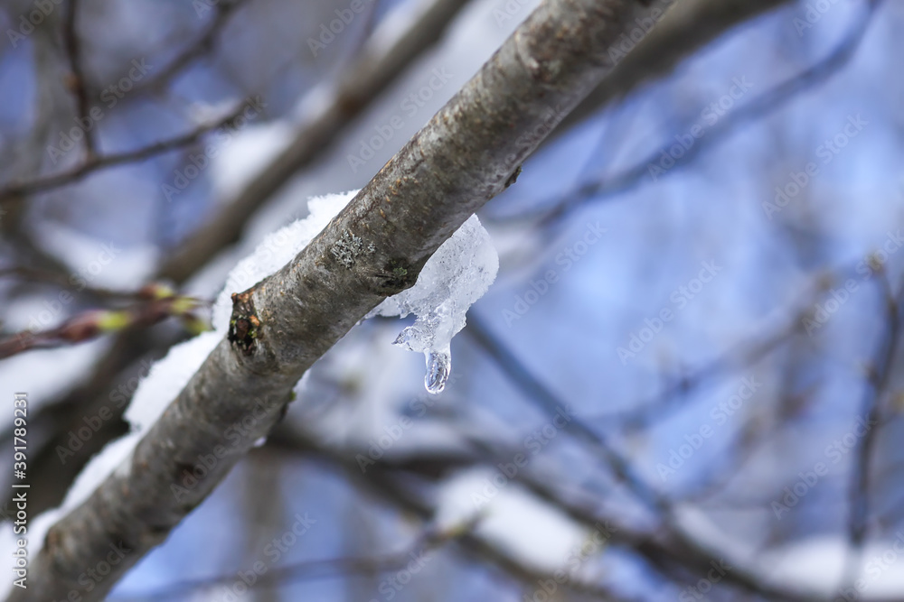 Melting snow on forest tree branches in sunny winter day Melting snow on forest tree branches in sunny winter day