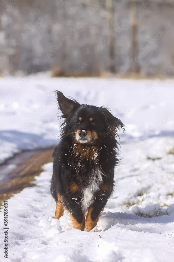 Naklejka premium Active young mongrel dog walks outdoors on the snow in winter