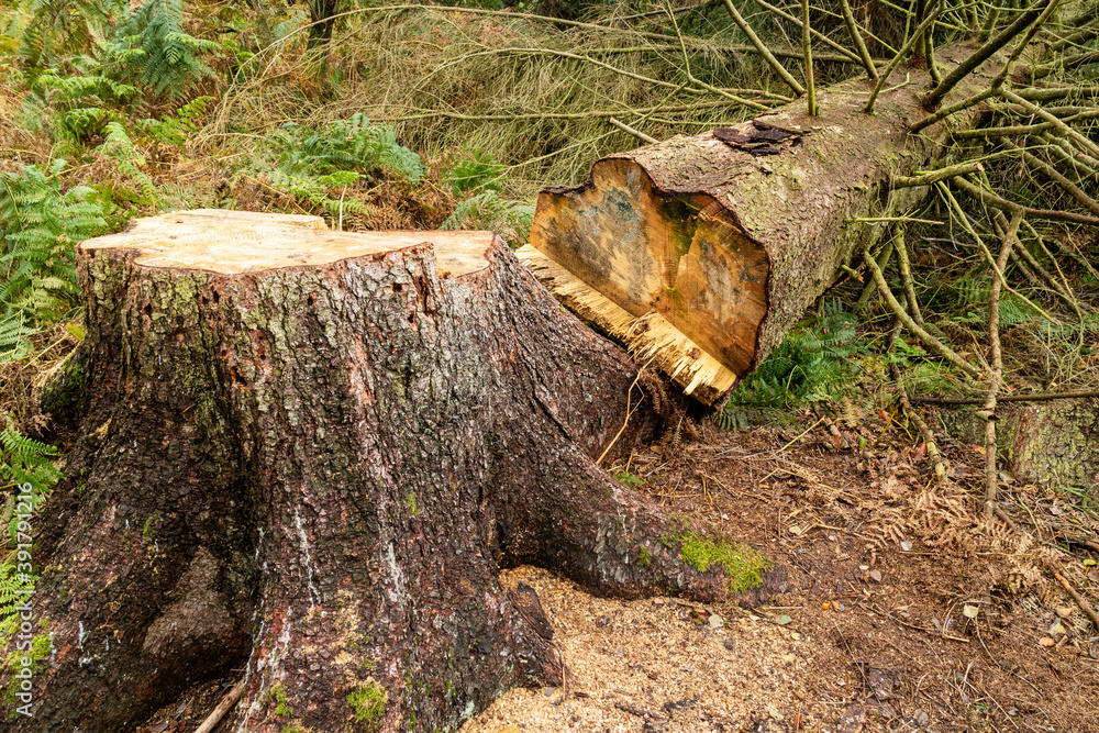 gefällter Baum im Sababurg Urwald gefällter Baum im Sababurg Urwald