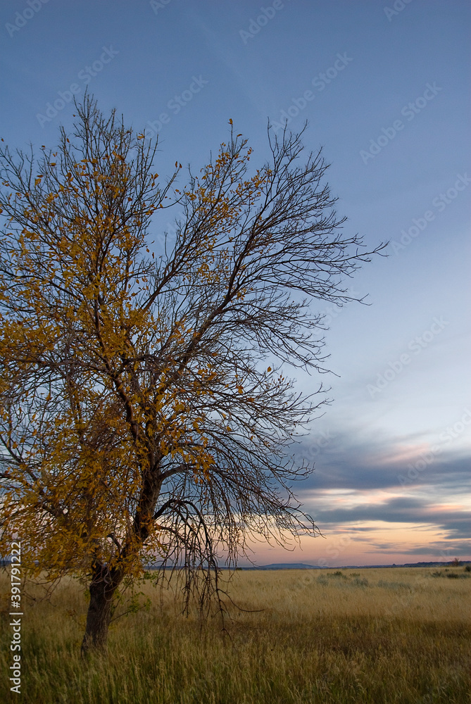 478-23 Tree & Grasslands at Sunset, Theodore Roosevelt National Park 478-23 Tree & Grasslands at Sunset, Theodore Roosevelt National Park