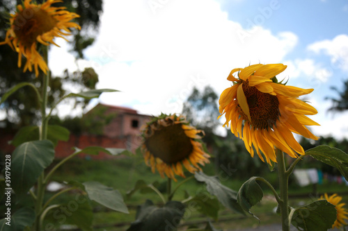 mata de sao joao, bahia / brazil - november 9, 2020: sunflower planting in a garden of a residence in the city of Mata de Sao Joao.
 photo