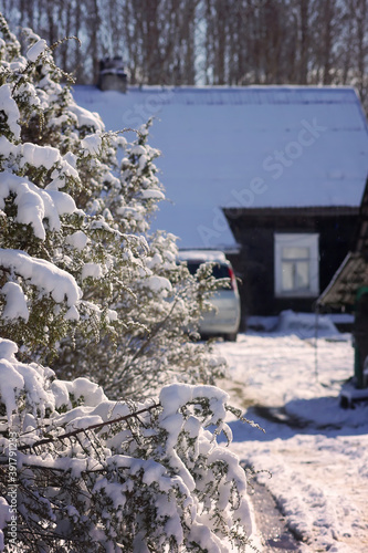 Winter landscape. Rural house building behind the juniper plant branches in fresh snow