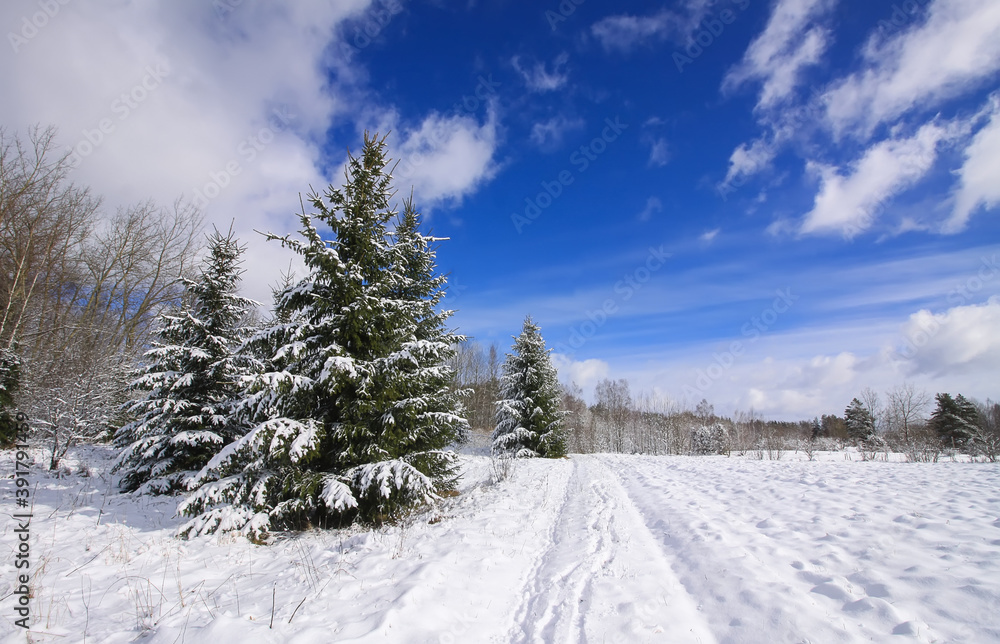 Obraz premium Winter landscape with forest trees and snow covered field