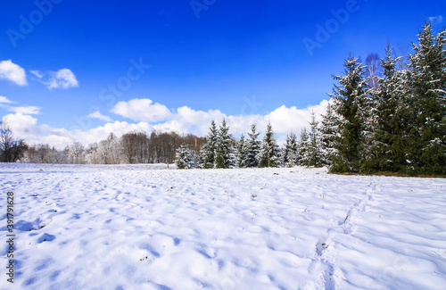 Winter landscape with forest trees and snow covered field