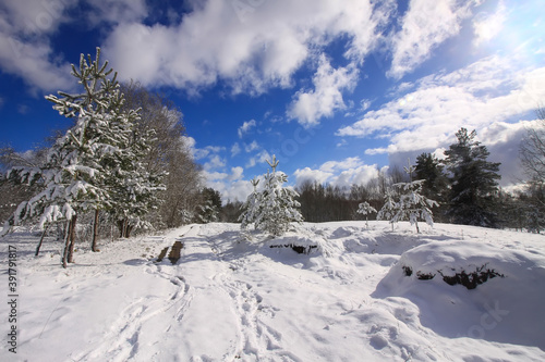 Winter landscape with forest trees and snow covered field