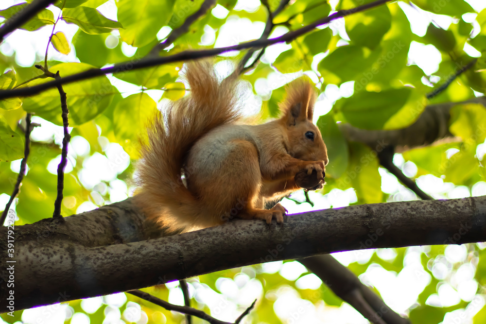 squirrel on a tree among green leaves squirrel on a tree among green leaves