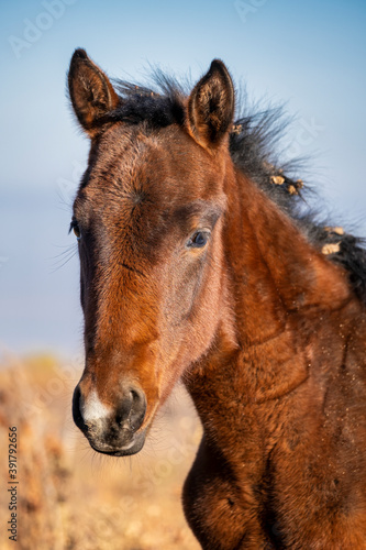portrait of a foal