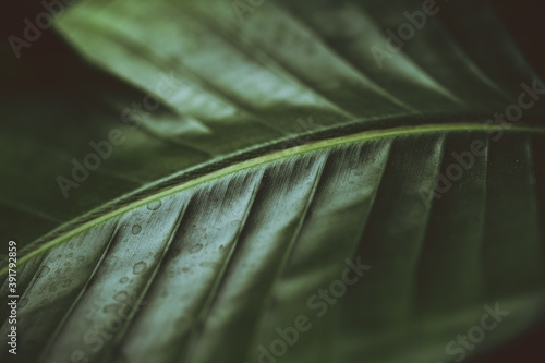 Behang Dark moody green leaf of a palm