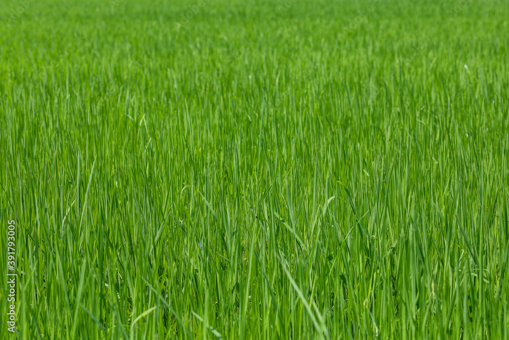 Baby Green rice field in countryside at thailand Baby Green rice field in countryside at thailand