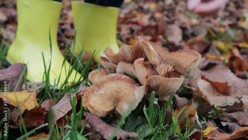 Harvesting mushrooms. A girl in yellow rubber boots picks a mushroom. Close-up. Autumn concept. Mushroom picking concept. Harvesting mushrooms. A girl in yellow rubber boots picks a mushroom. Close-up. Autumn concept. Mushroom picking concept.