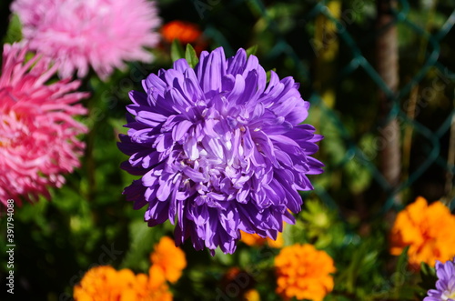 aster flowers on green leaves background. Colorful multicolor aster flowers perennial plant. Close up of aster flower garden bed in early autumn september day in farm field