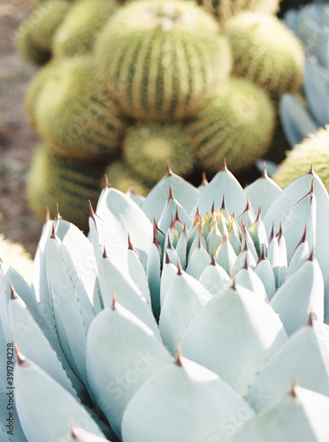 Blue Cactus at Huntington Library and Garden in San Marino, California photo