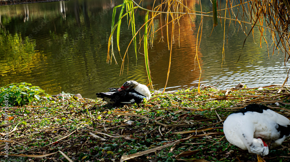 Ente-Warzenente