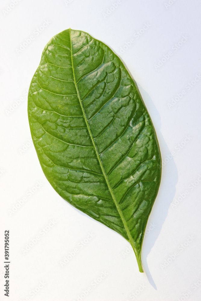 Obraz premium green leaf isolated closeup on white