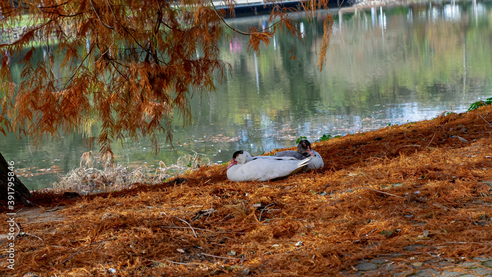Ente-Warzenente