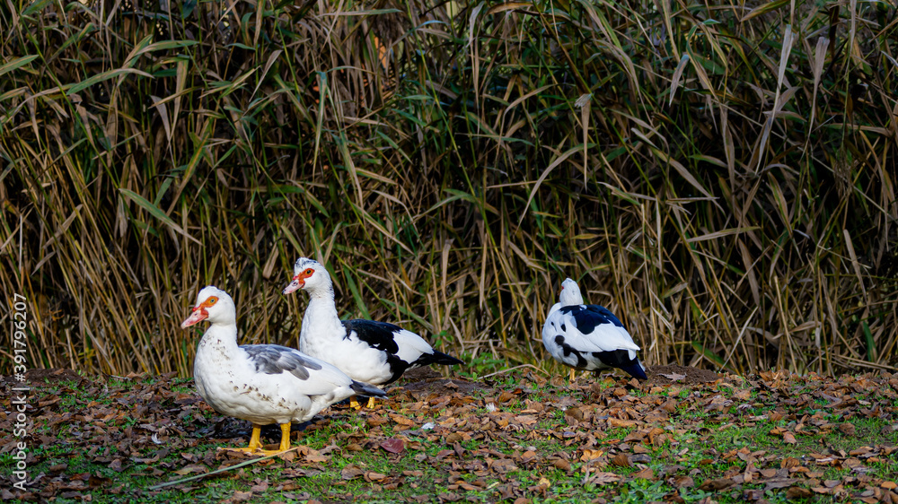 Ente-Warzenente