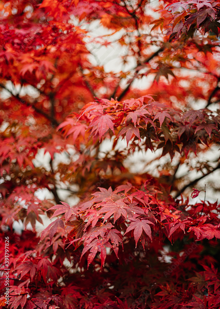 Bright Red japan maple tree leaves close up Bright Red japan maple tree leaves close up