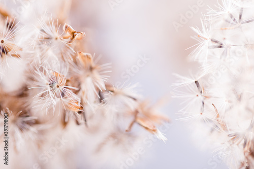 Abstract natural fluff plants close up  autumn or winter background