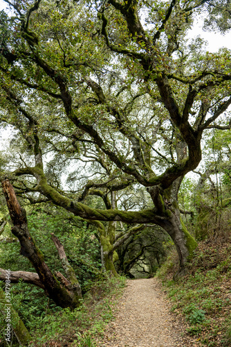 Hiking trail leading off with Oak trees creating tunnel in California photo