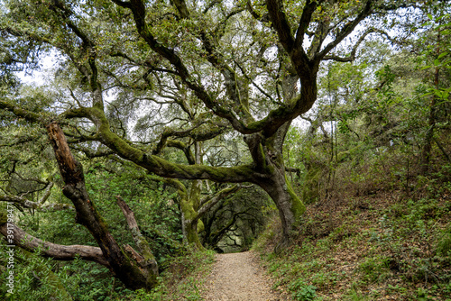 Large Oak trees grow on sides of trail making tunnel in California