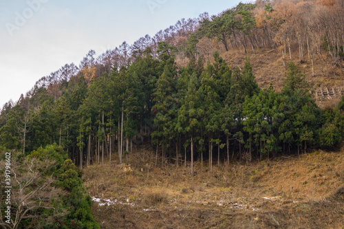 Jigokudani Monkey Park - Unique experience with the natural hot spring photo