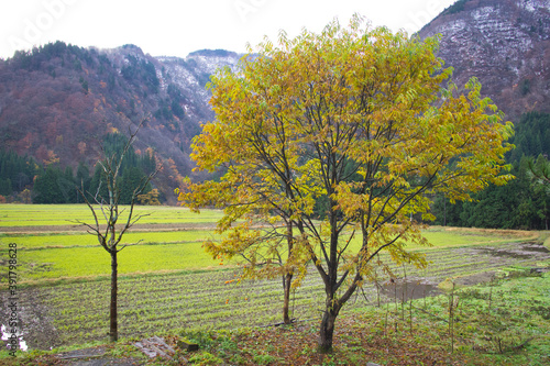 Canvas-taulu Gokayama, Japan - Abundant with Natural Resources, Culture and Heritage