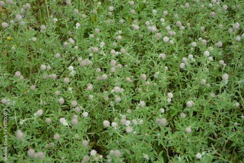 haresfoot clover or rabbitfoot clover ,Trifolium arvense photo