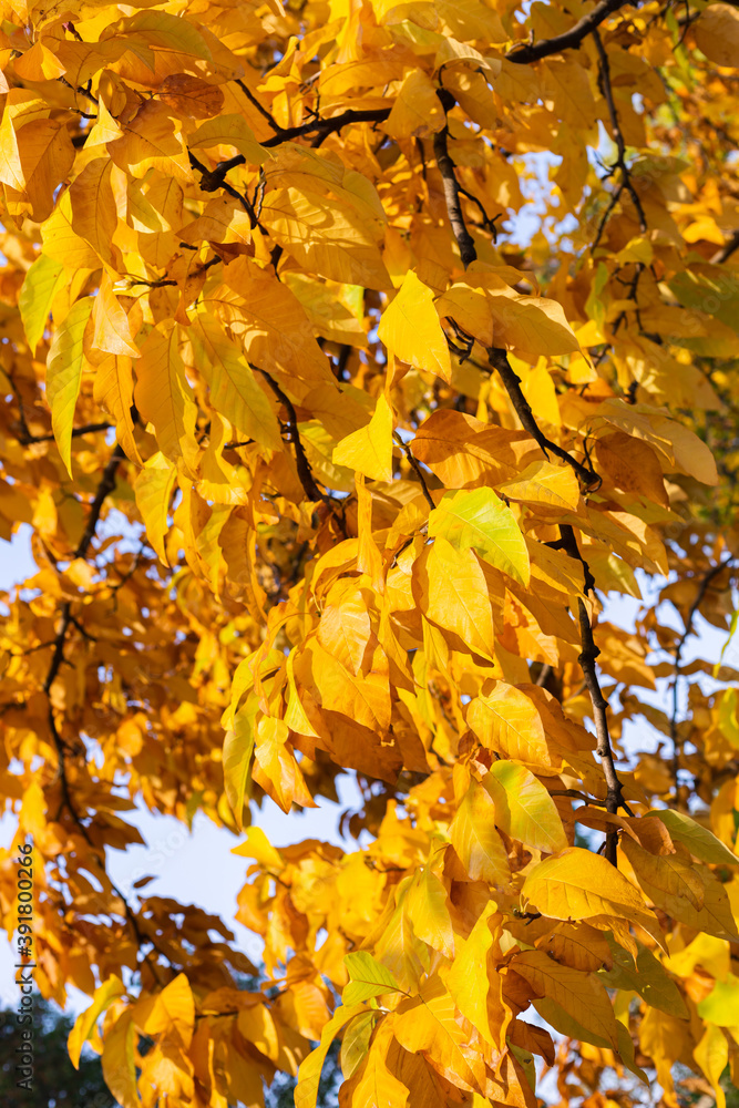 Bright photo of tree with yellow leaves. Autumn. Bright photo of tree with yellow leaves. Autumn.
